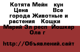 Котята Мейн - кун › Цена ­ 19 000 - Все города Животные и растения » Кошки   . Марий Эл респ.,Йошкар-Ола г.